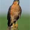 Sparrowhawk (Accipiter nisus) adult male perched on post. UK.